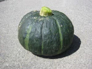Kabocha Squash