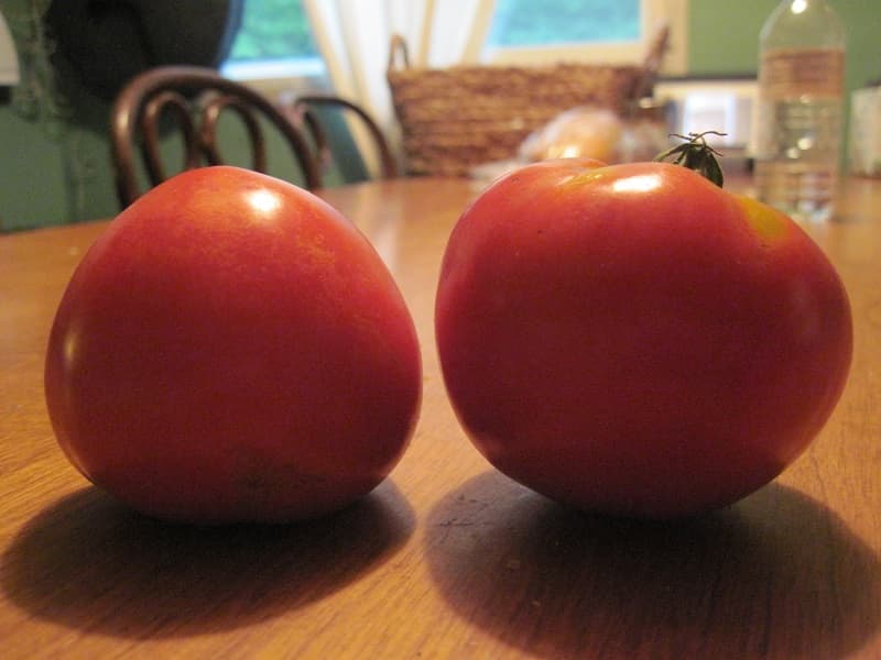 Celebrity Tomato