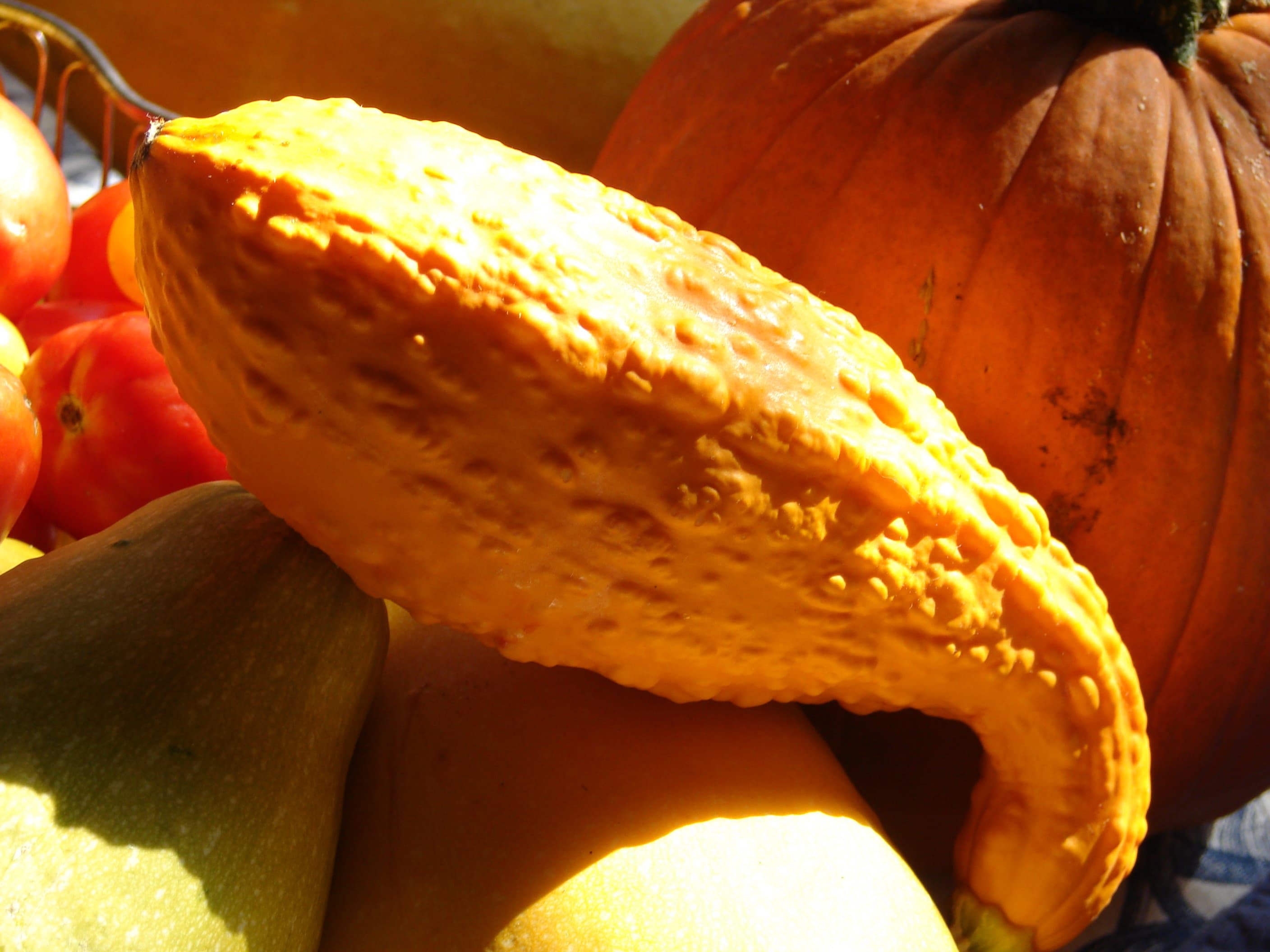 Yellow Summer Squash