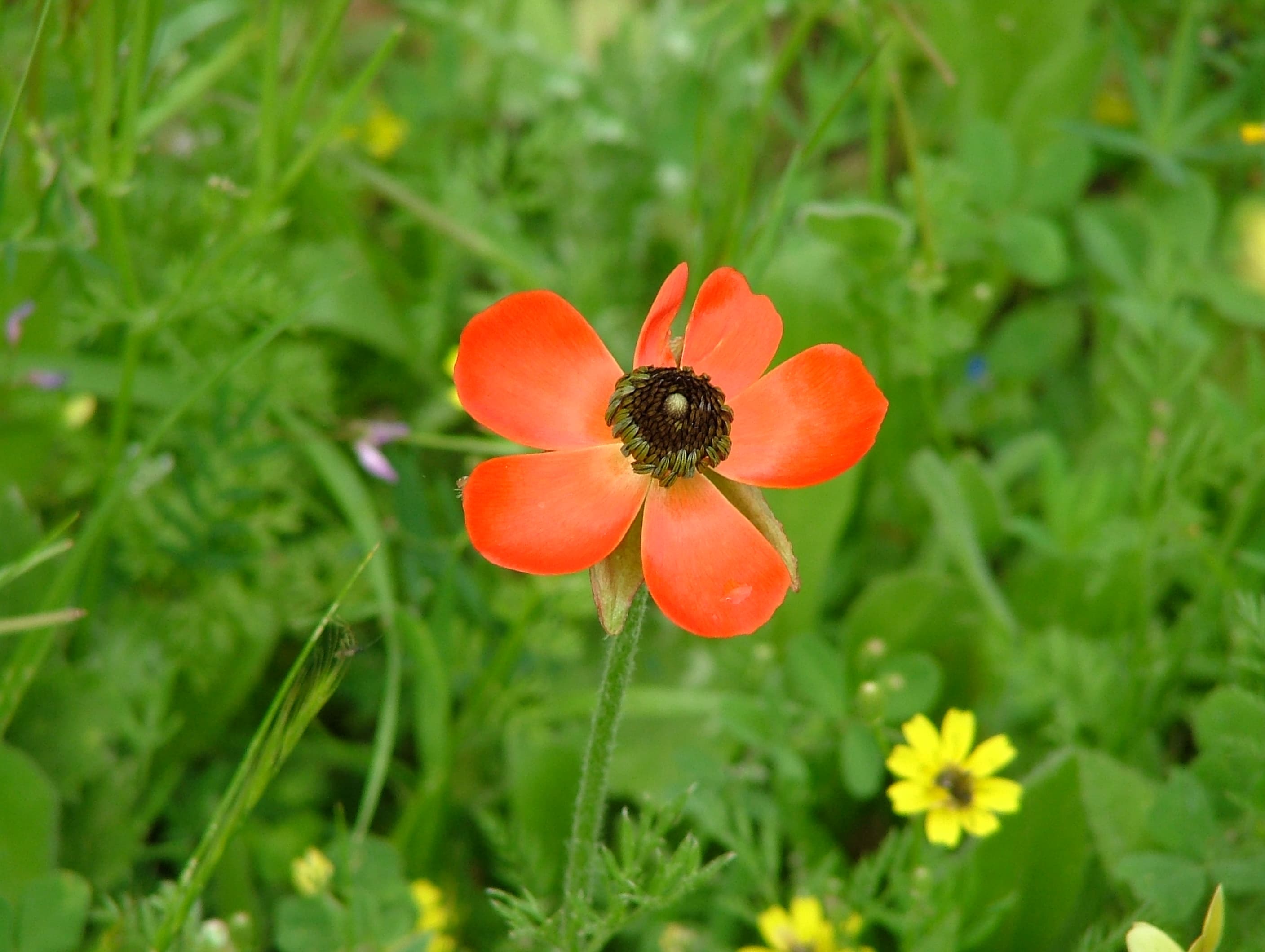 Ranunculus