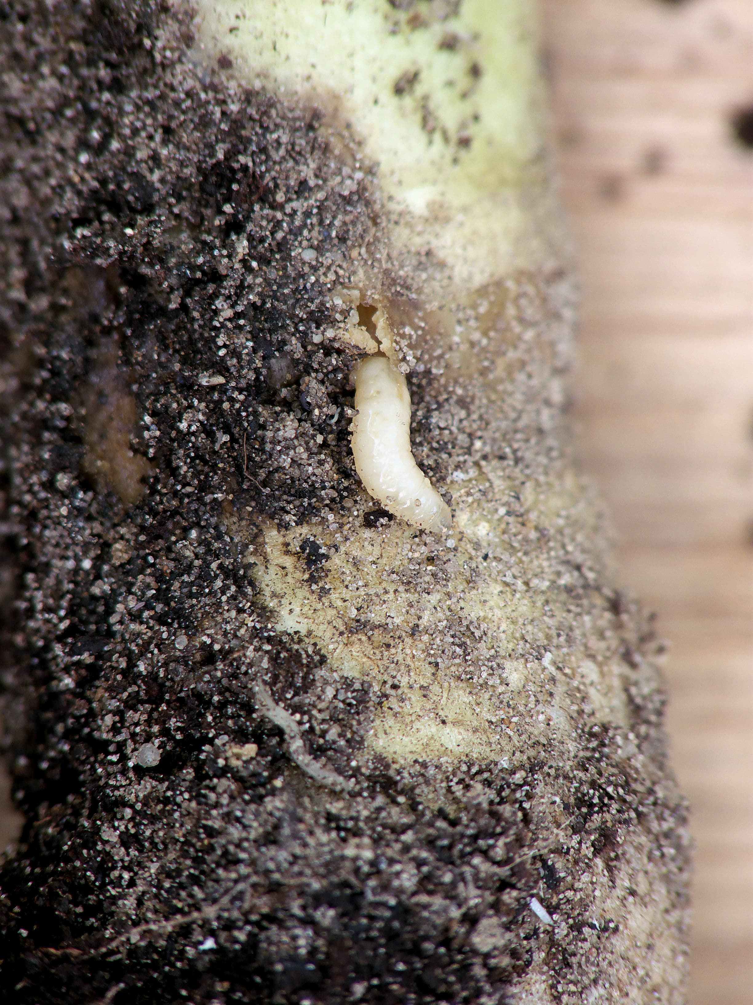 Cabbage Maggot