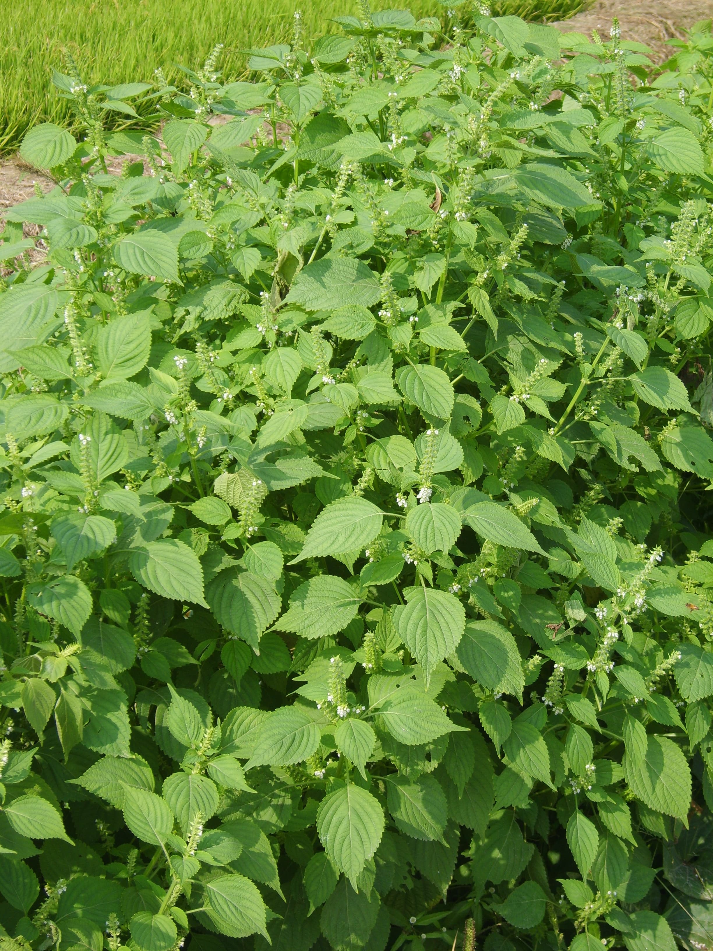 Red Shiso