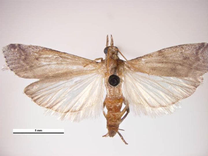 Navel Orangeworm
