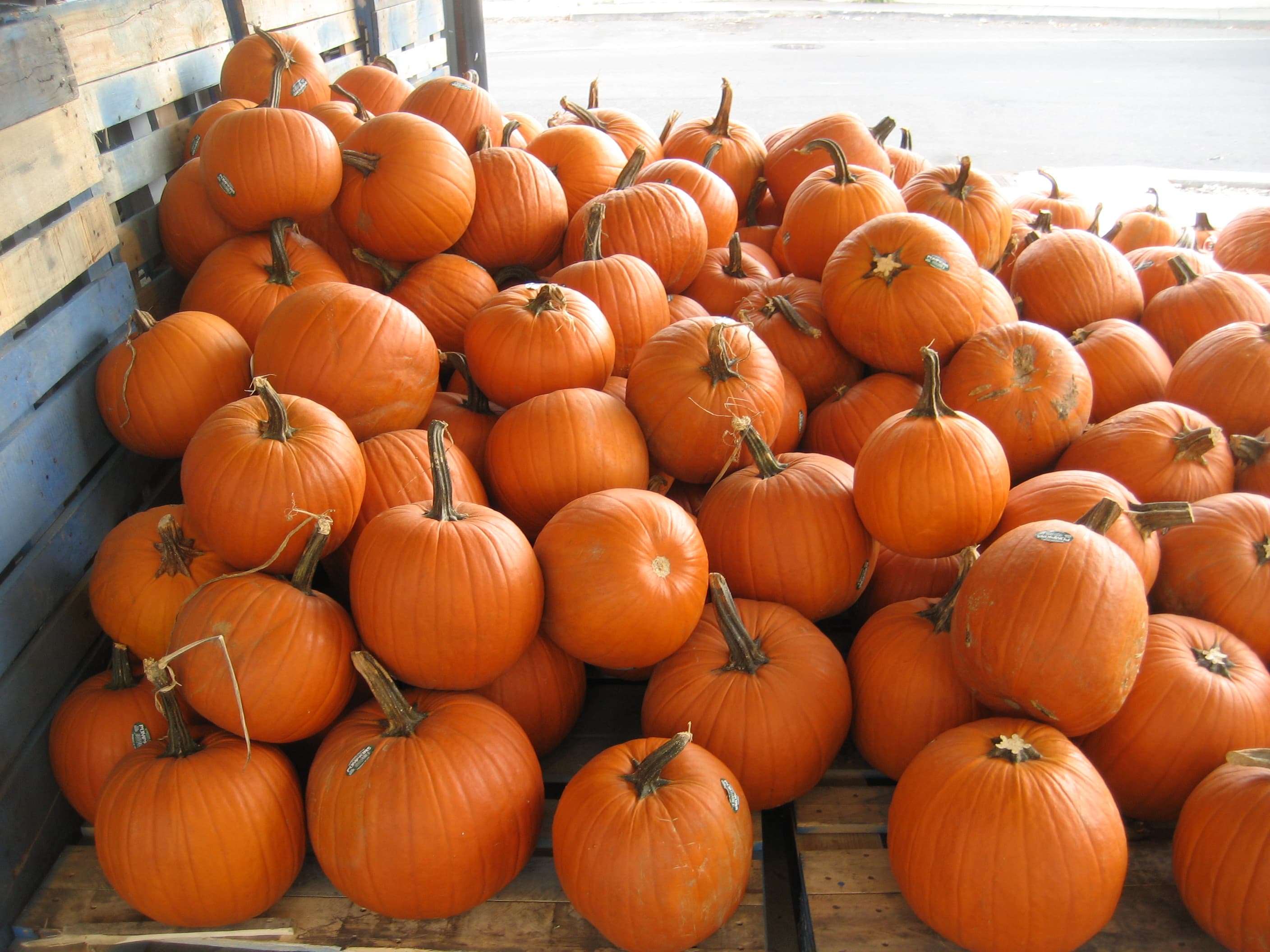 Cinderella Pumpkin