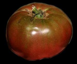 Cherokee Purple Tomato