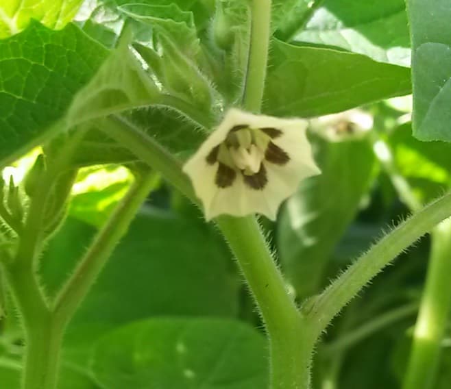 Purple Tomatillo