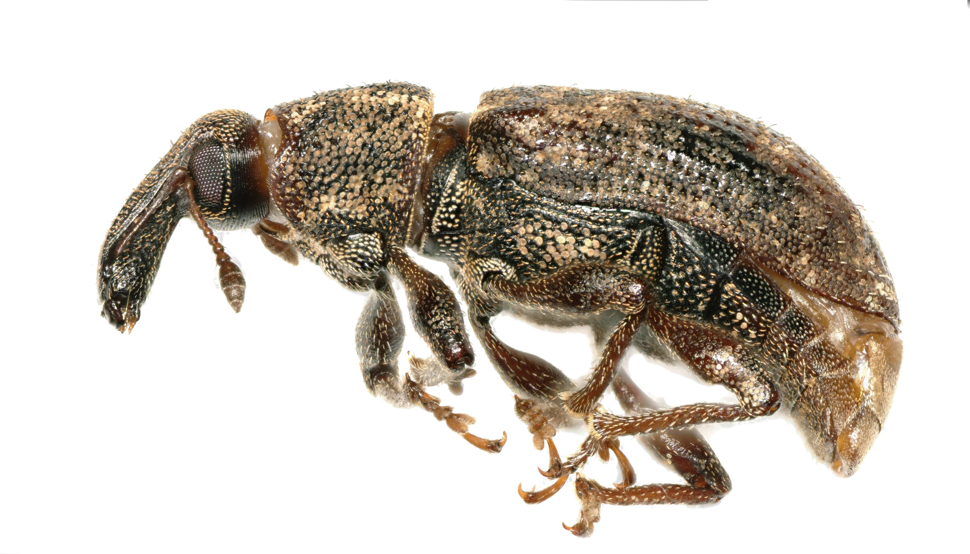 Carrot Weevil