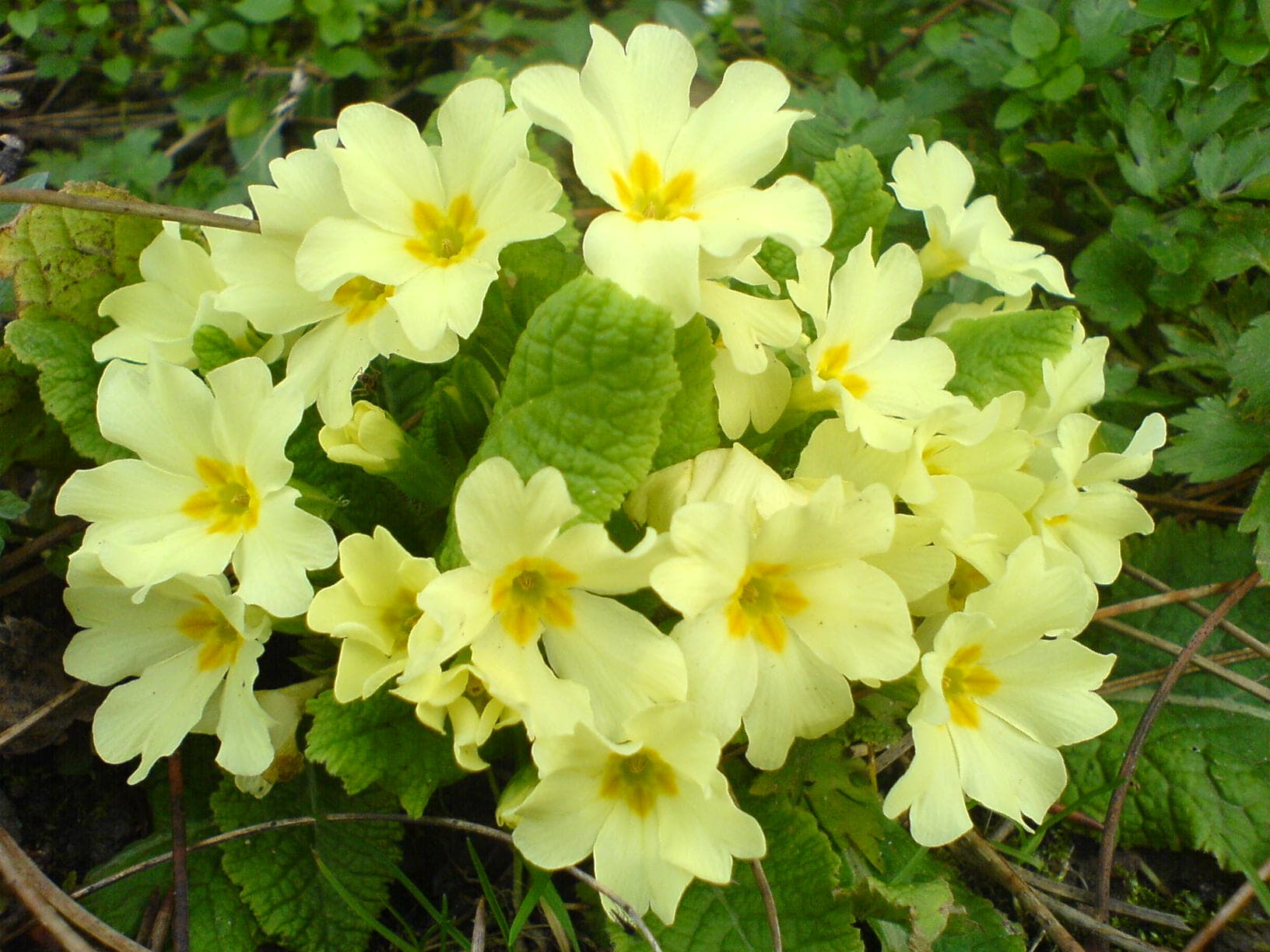 Garden Primrose