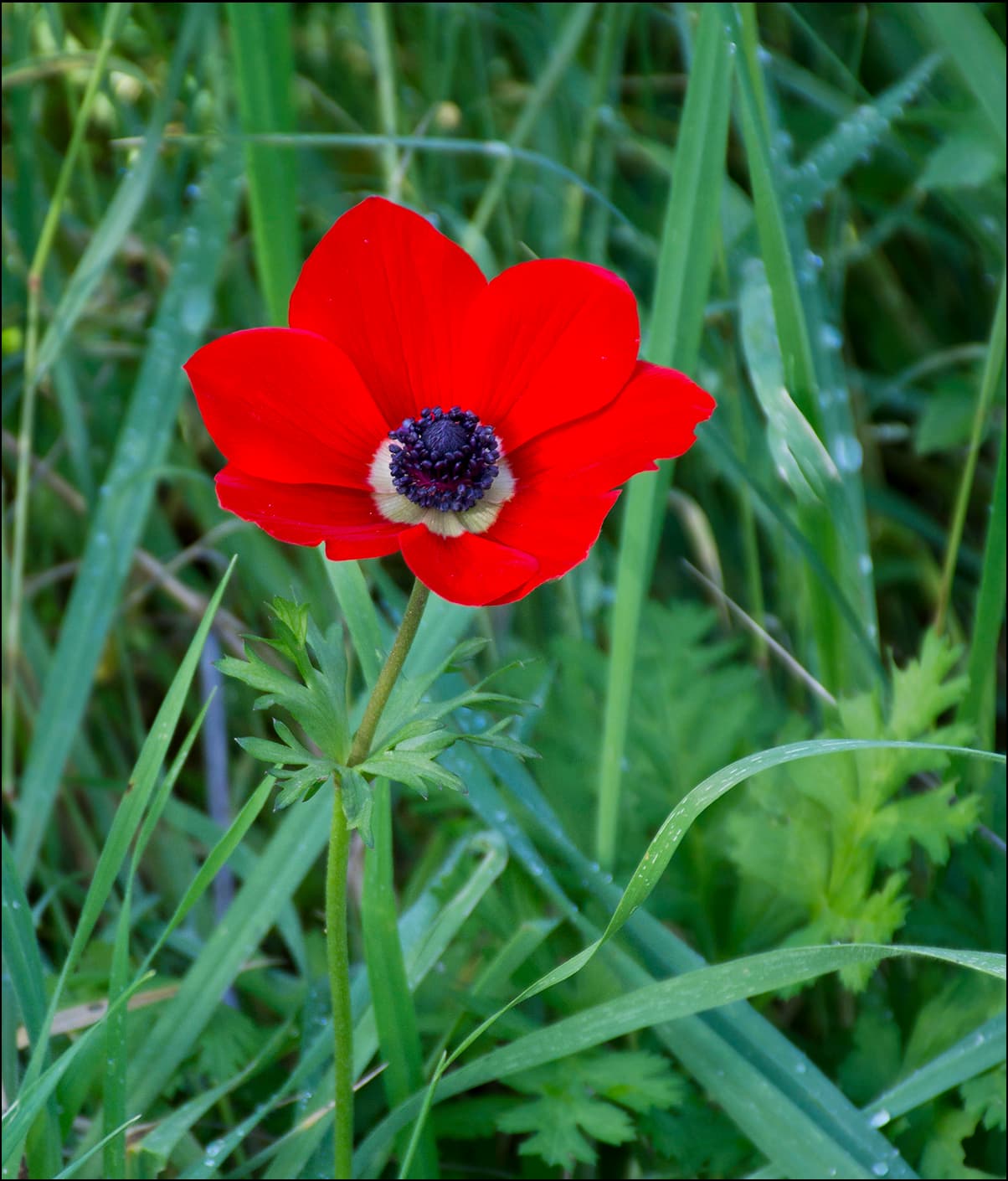 Anemone