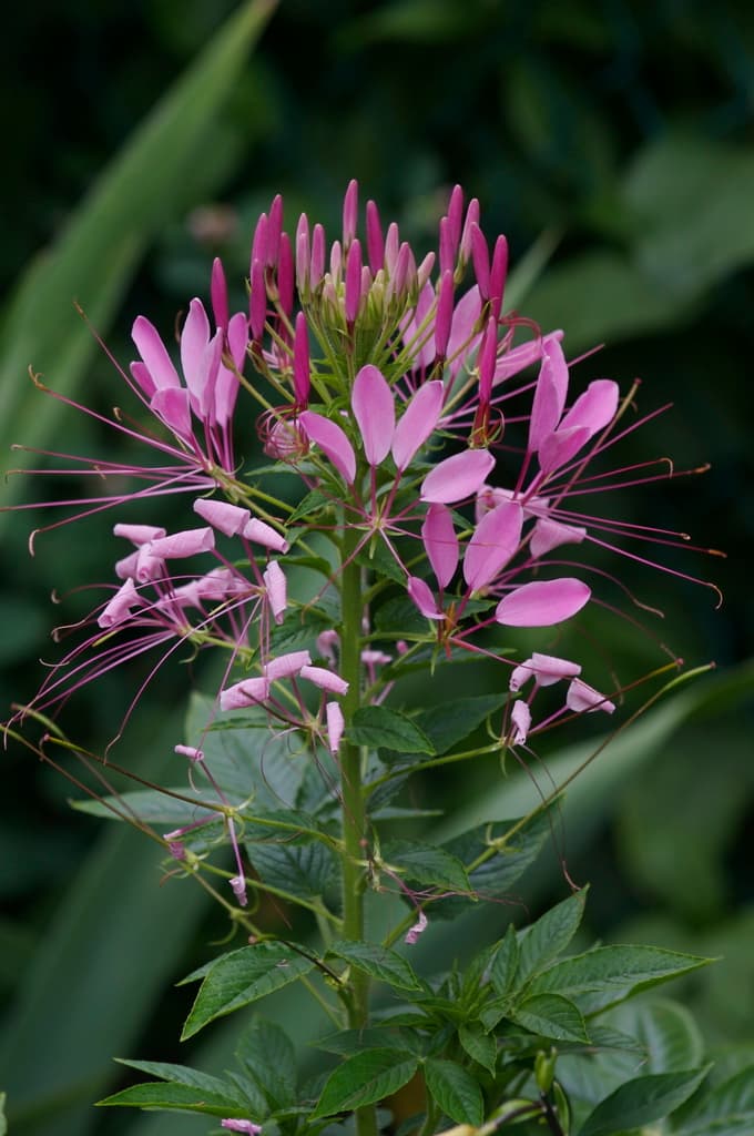 Queen Cleome