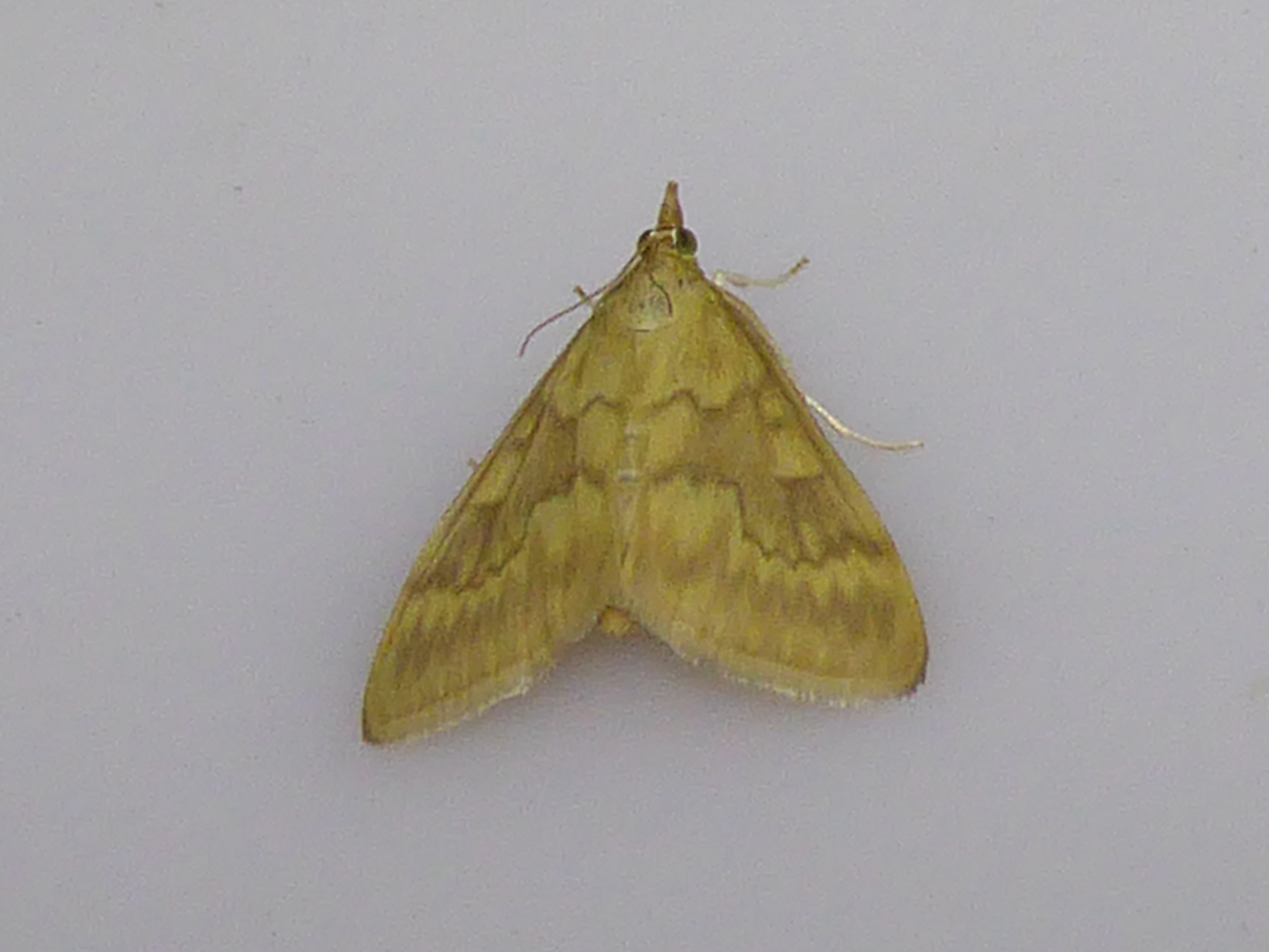 European Corn Borer