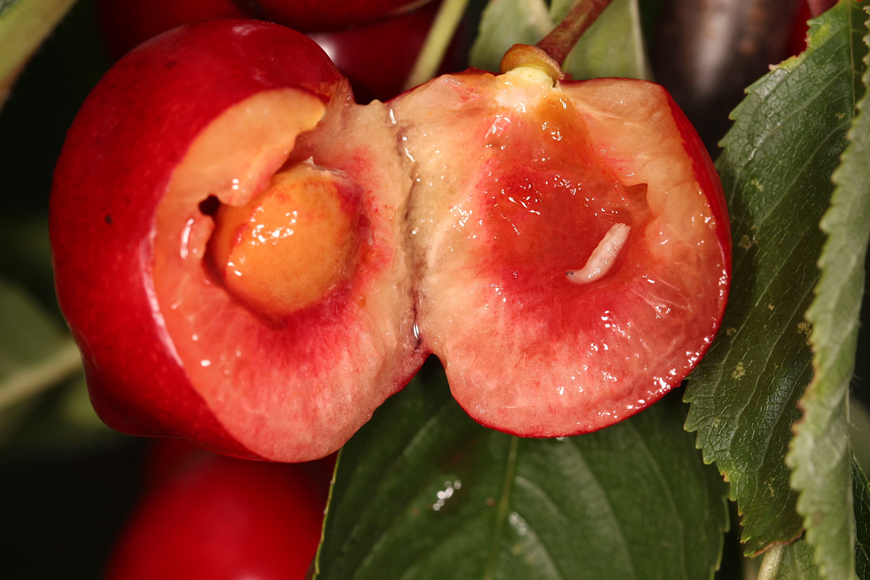 Cherry Fruit Fly