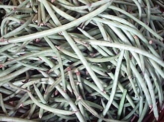 Red Noodle Yardlong Bean