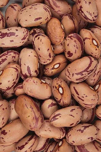 Cranberry Bean