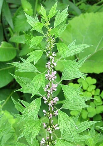 Motherwort
