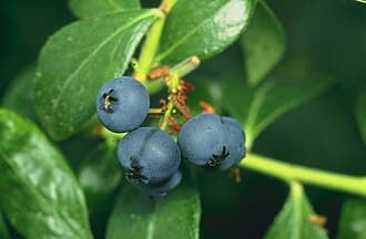 Patriot Blueberry