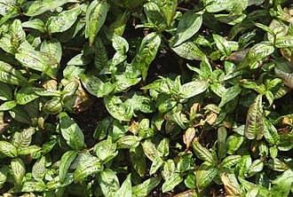 Vietnamese Coriander