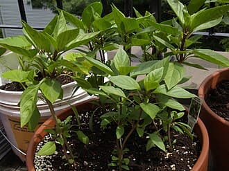 Thai Basil
