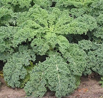 Dwarf Blue Curled Vates Kale