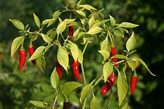 Thai Chili Pepper