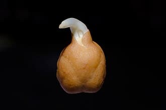 Black Kabouli Chickpea