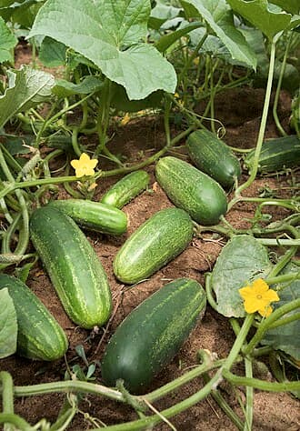 Marketmore Cucumber