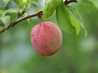 Methley Plum