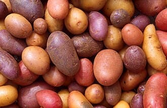 German Butterball Potato