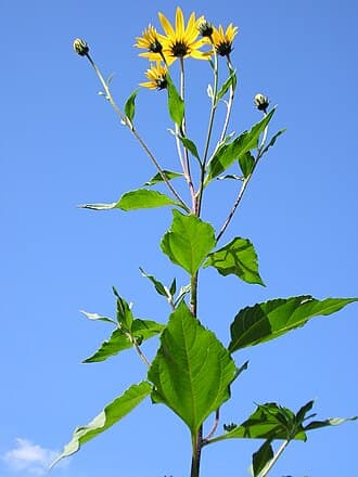 Sunchoke