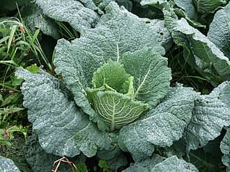 Savoy Cabbage