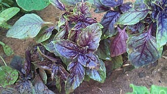 Purple Basil
