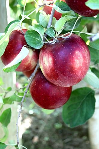 Cosmic Crisp Apple
