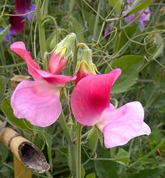 Cupani Sweet Pea