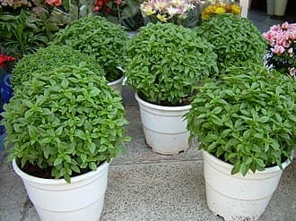 Greek Basil