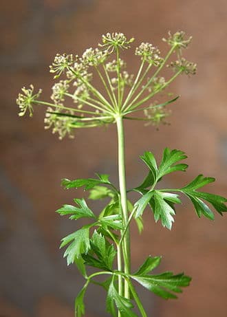 Curly Parsley