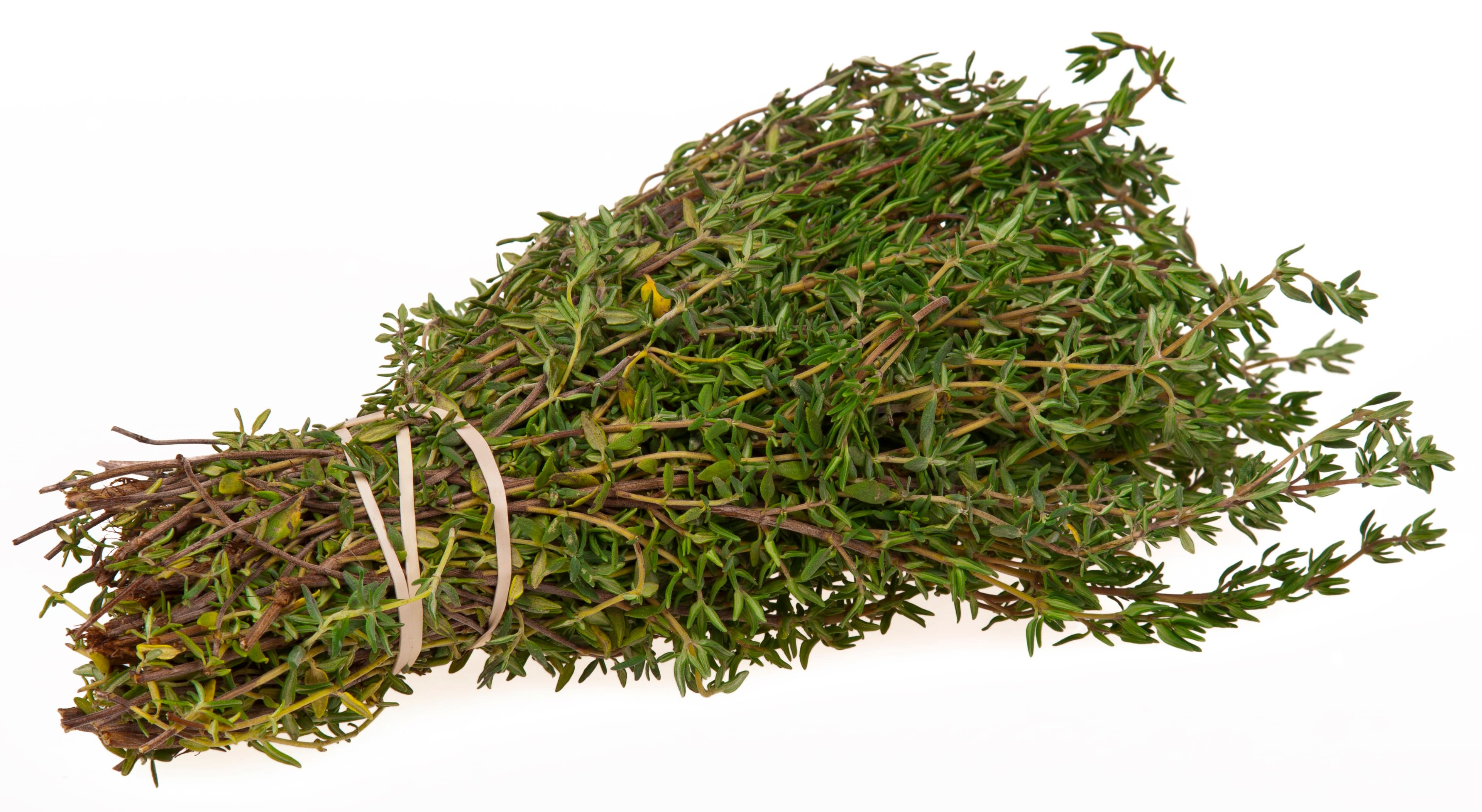 English Thyme