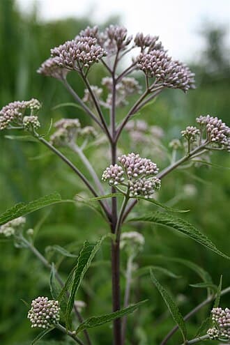 Gateway Joe Pye Weed