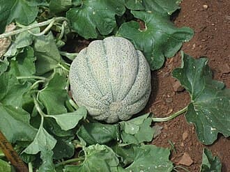 Crenshaw Melon