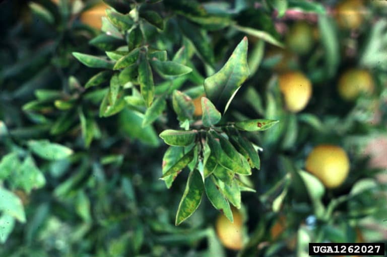 Pierces Disease