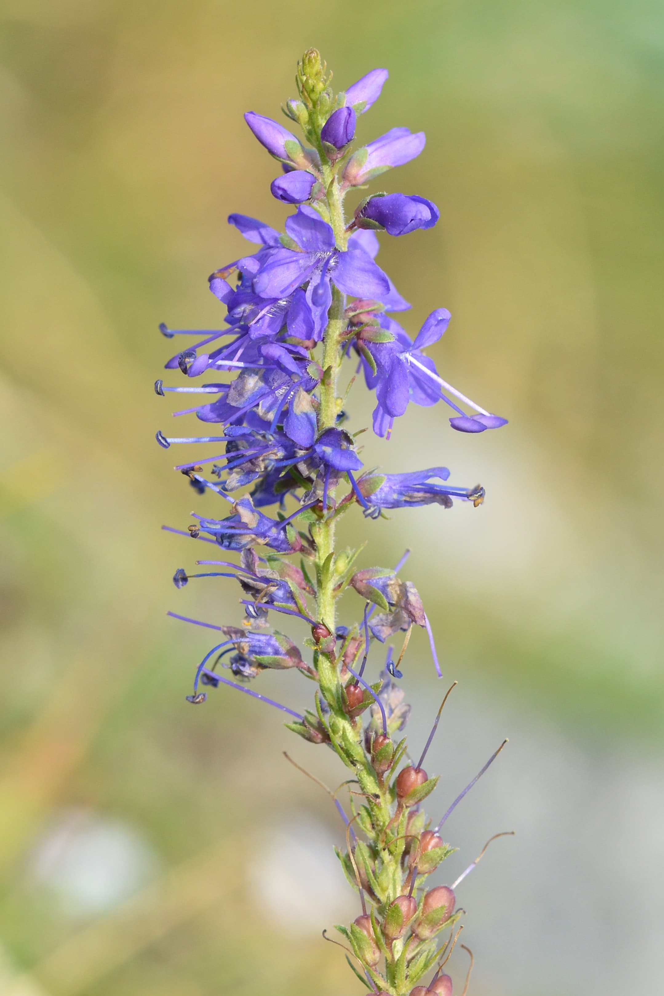 Speedwell