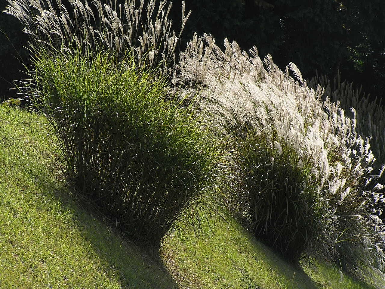 Maiden Grass