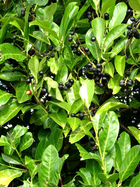 Inkberry