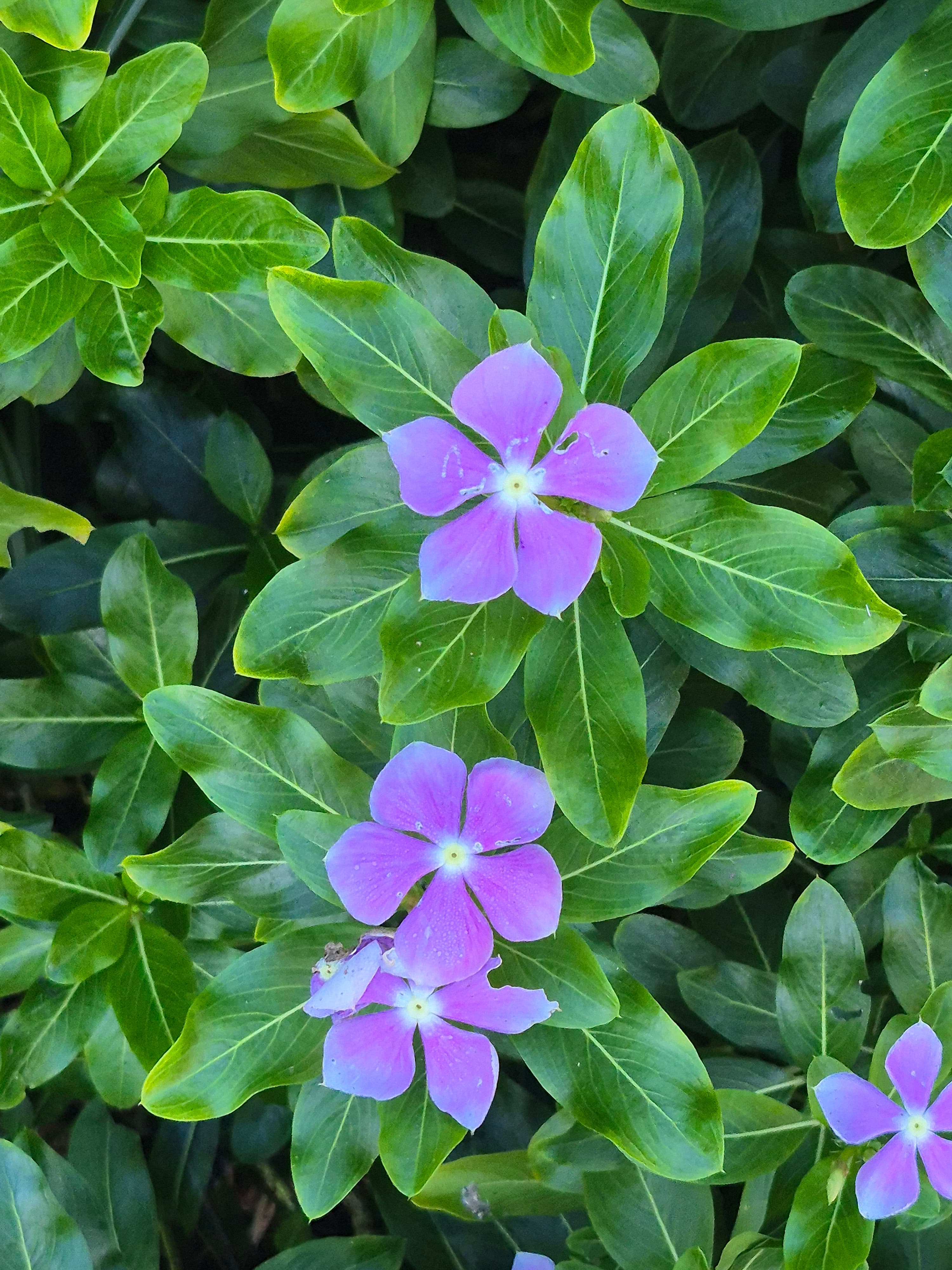 Annual Vinca
