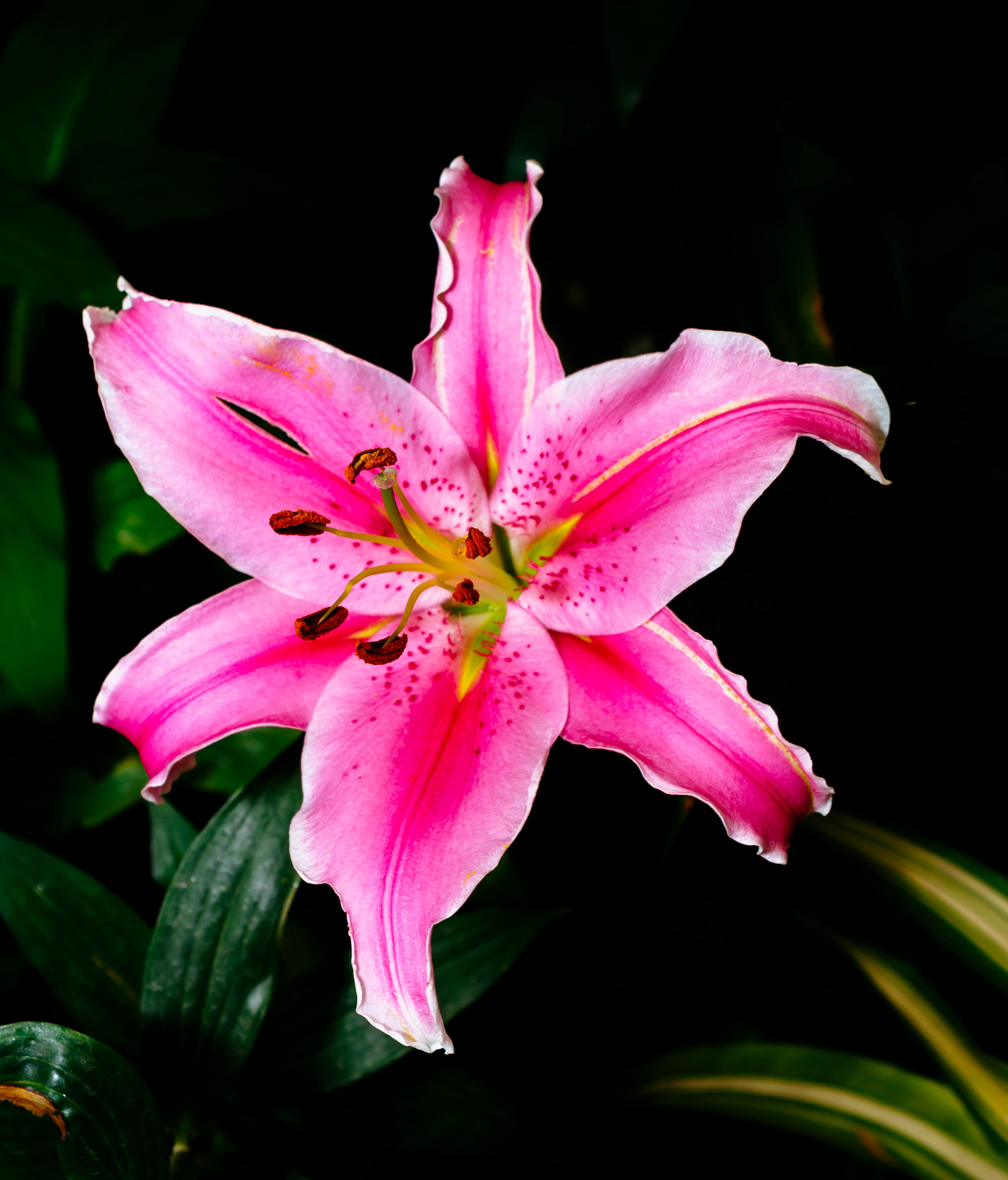 Stargazer Oriental Lily