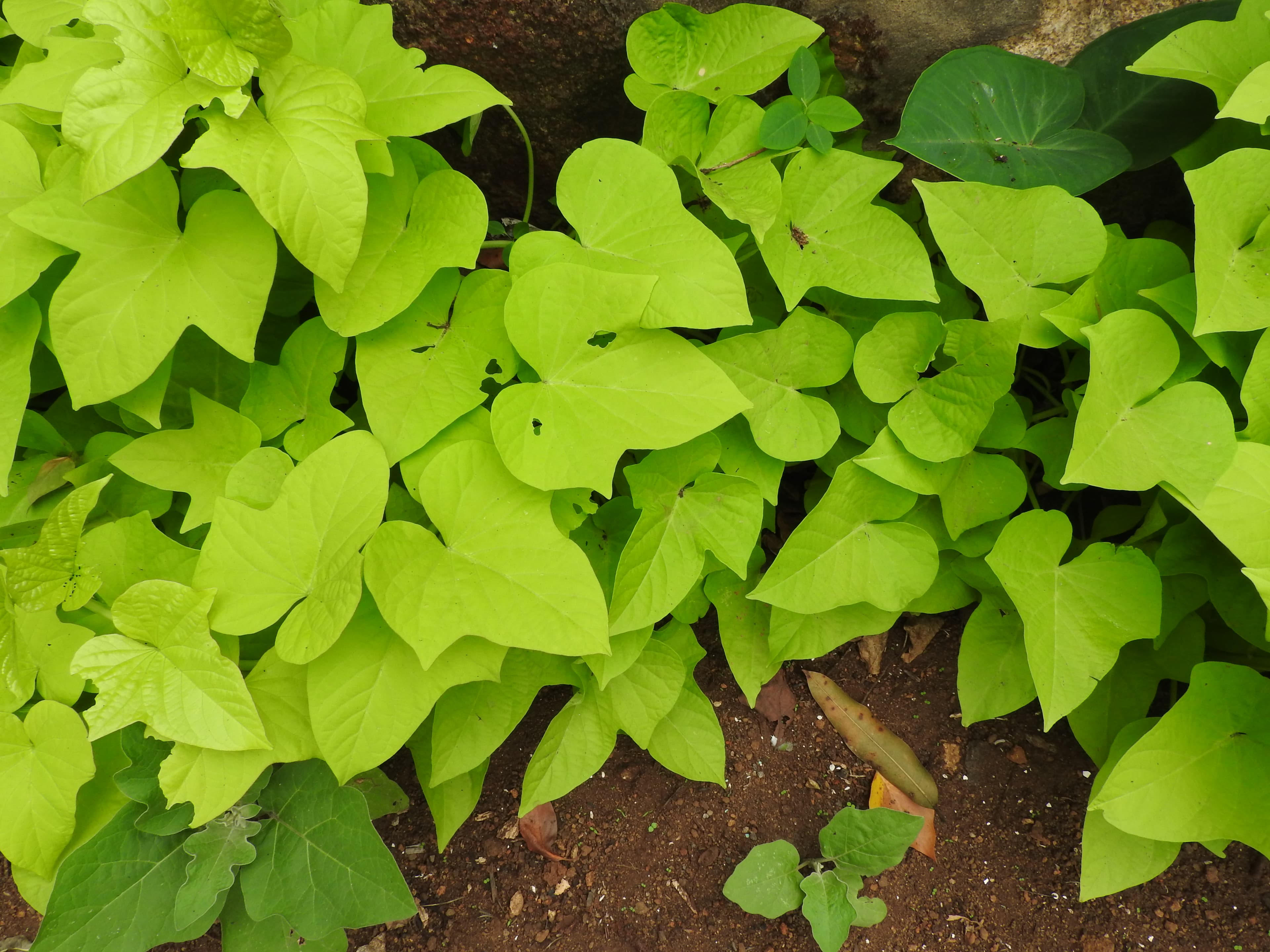 Ornamental Sweet Potato Vine
