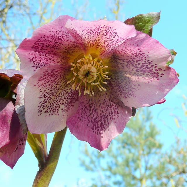 Royal Heritage Lenten Rose